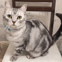 ハム