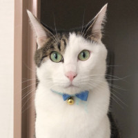 はらみ