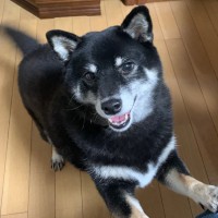 モミジ