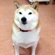 モモ