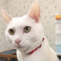 しらたき