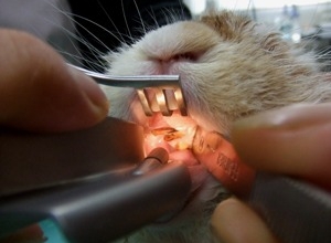 ウサギの臼歯過長 右上臼歯の過長 右頬粘膜への刺入