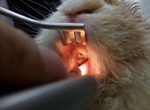 ウサギの臼歯過長 治療後