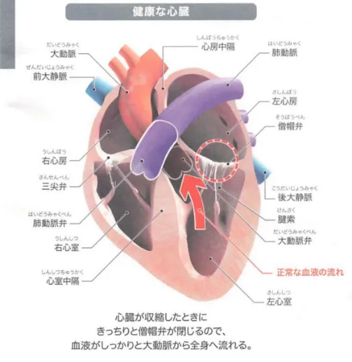 健康な心臓