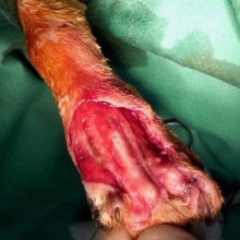 猫の肢端外傷に伴う皮膚欠損 全身麻酔後に創面を洗浄・壊死組織の除去　前肢の甲の部分の皮膚が全体的に欠損