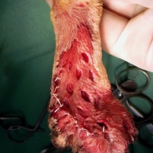 猫の肢端外傷に伴う皮膚欠損 欠損部を覆うように残存皮膚にメッシュを入れ伸長させ縫合