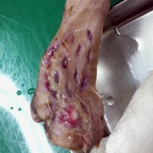 猫の肢端外傷に伴う皮膚欠損 術後３日目 縫合部とメッシュ部に新しい組織が新生