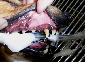 犬の歯石治療 治療前