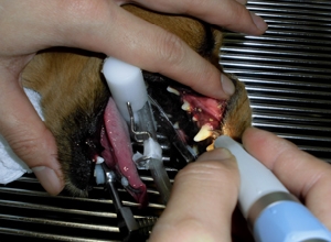 犬の歯石治療 超音波スケーラーによる歯石除去