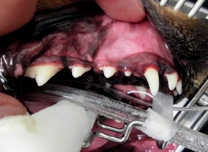 犬の歯石治療 治療後