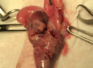 ハリネズミの子宮腫瘍 手術中